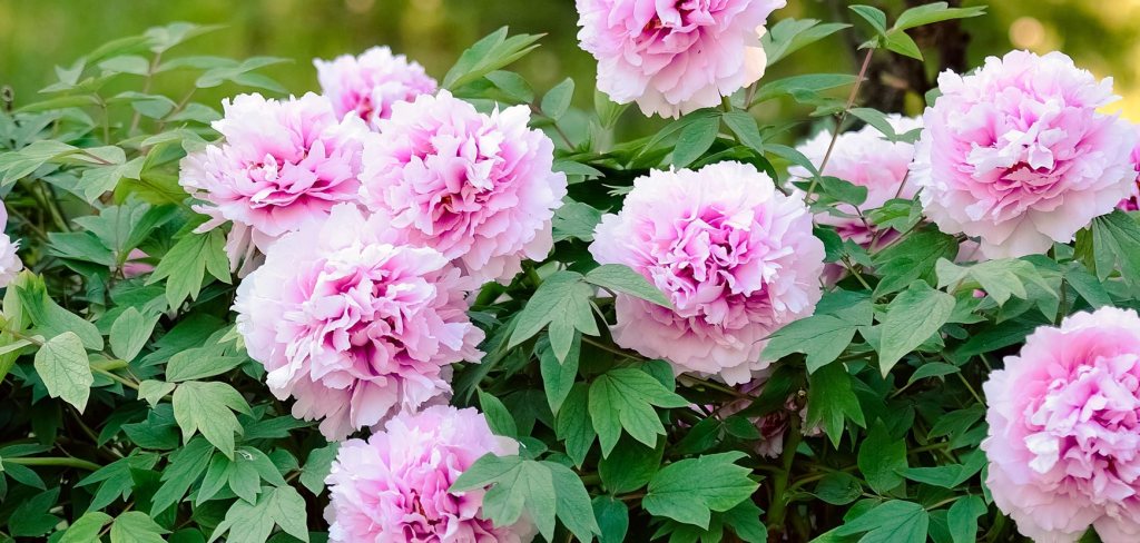 Fragranze alla peonia: fiore leggendario simbolo di romantiche storie d’amore 