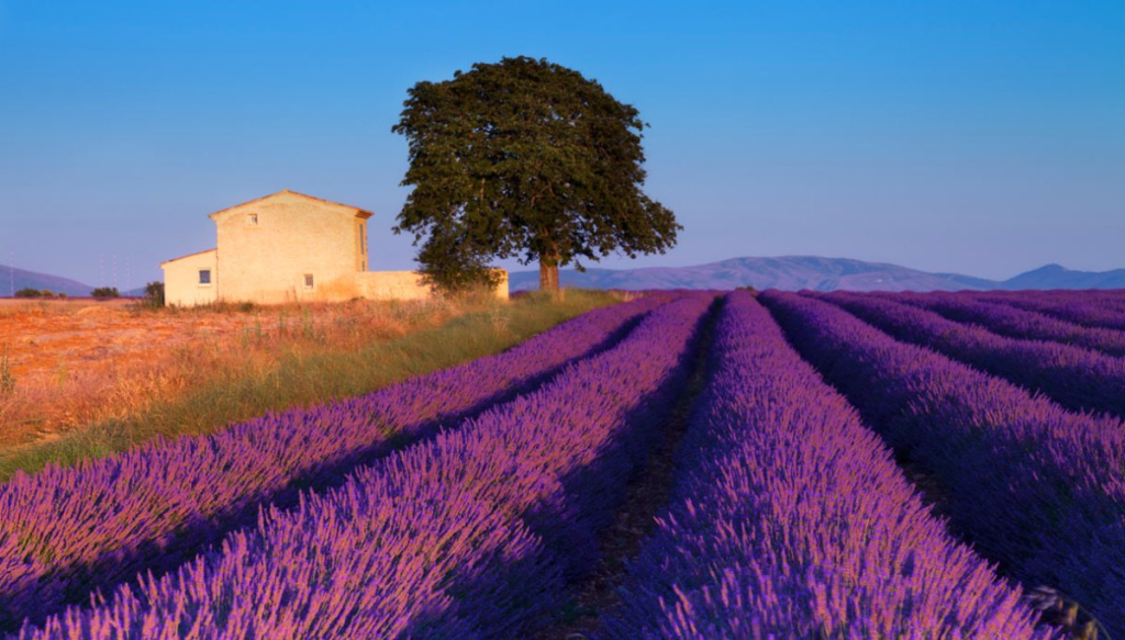 Provenza d’incanto: un viaggio di fine estate tra lavanda, borghi e&nbsp;leggende